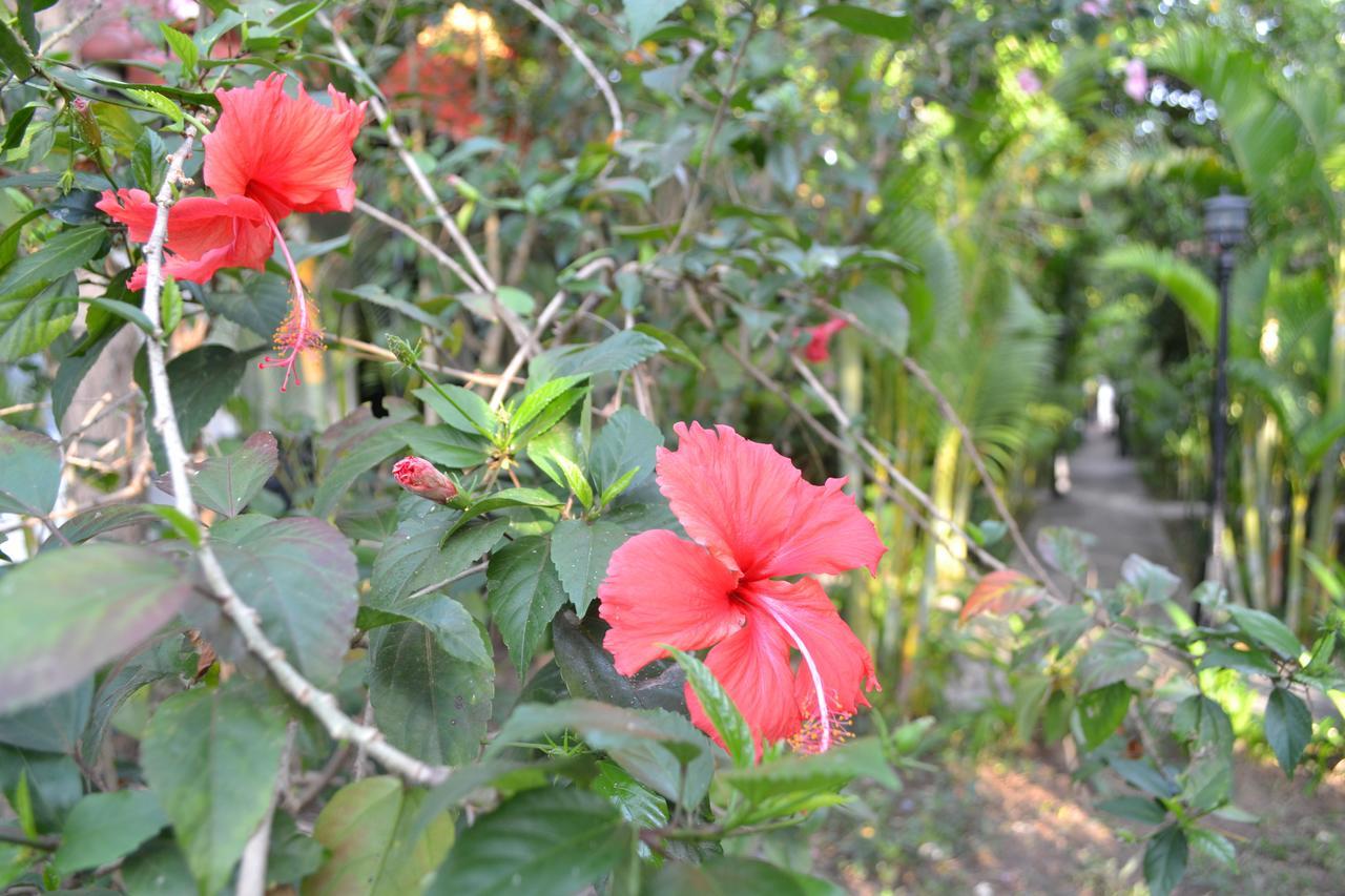 Nature Boutique Residence Siem Reap Esterno foto